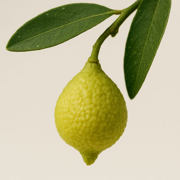 Australian Desert Lime extract used in clean skincare for hydration, glow and natural environmental defence