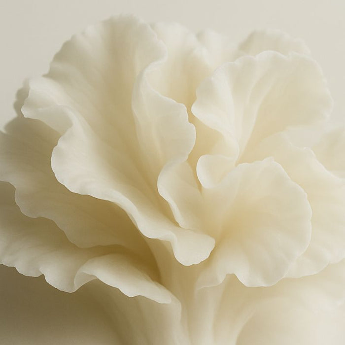 Snow Mushroom extract in Australian skincare, a natural hydrating ingredient that plumps skin and locks in moisture