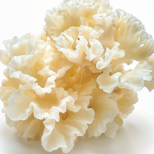 Close up of snow mushroom, natural hydrating skincare ingredient used in REMAKE formulations