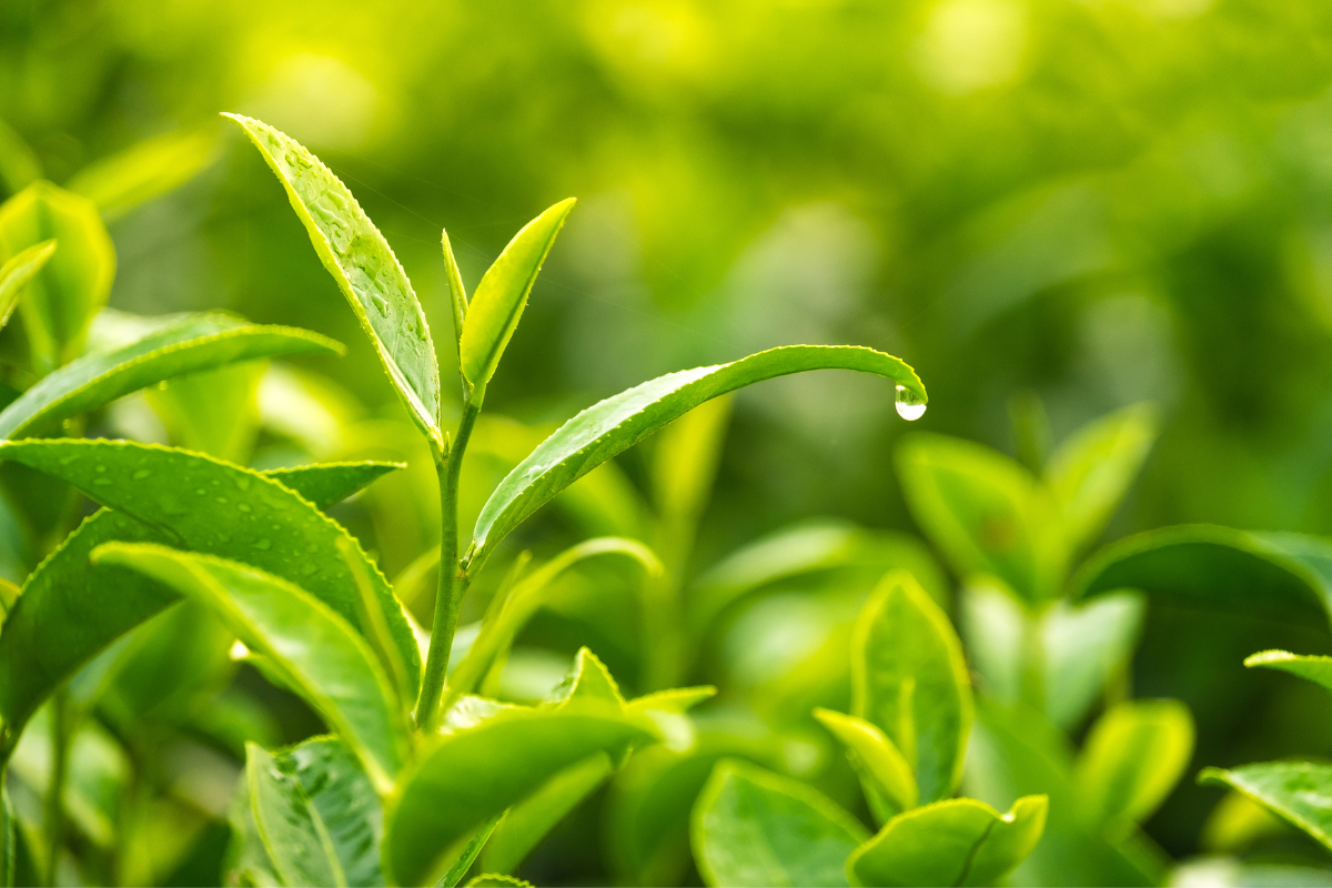 Green Tea in Skincare: Anti-Inflammatory Hero Explained - REMAKE