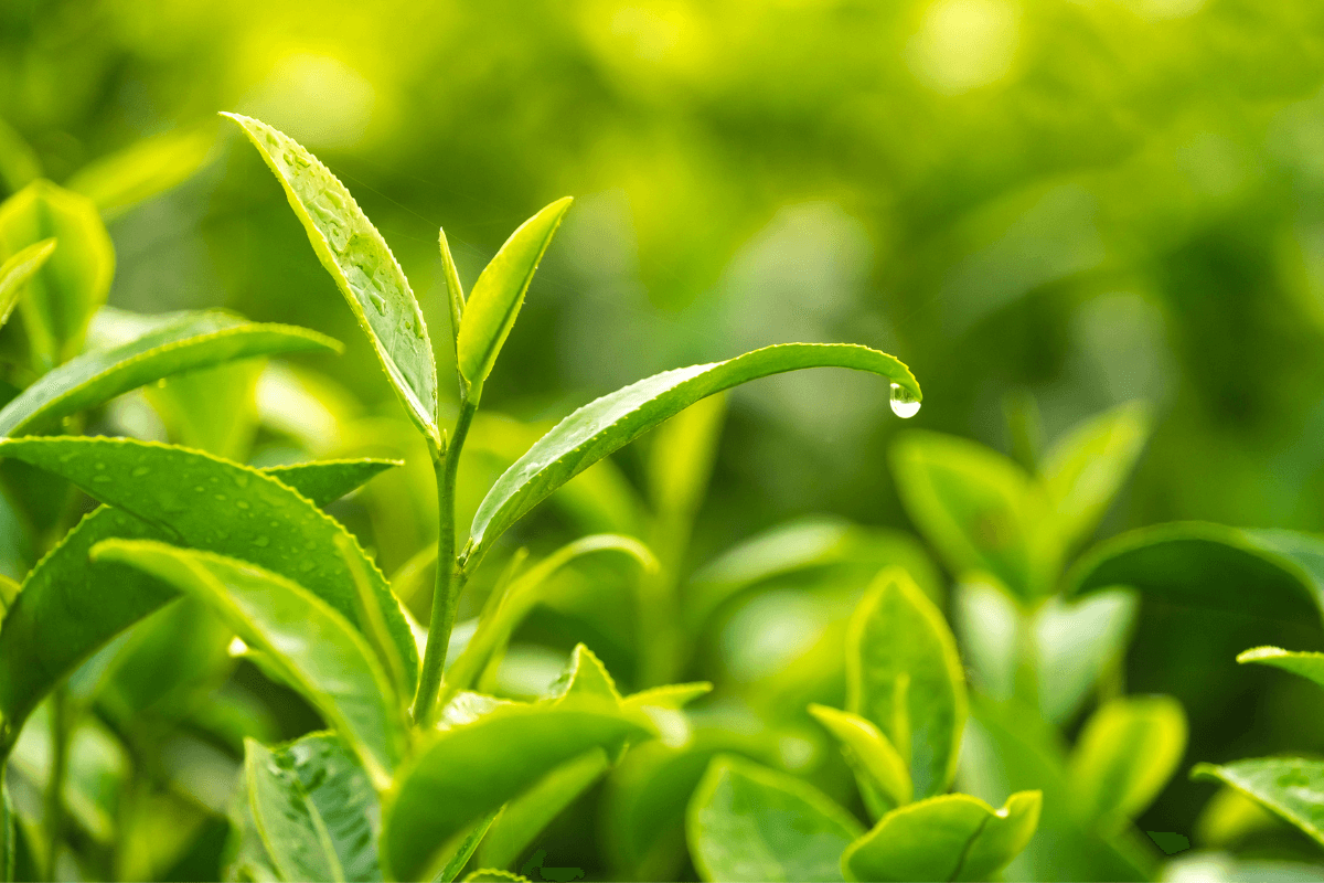 Green Tea Plant Skincare Ingredient